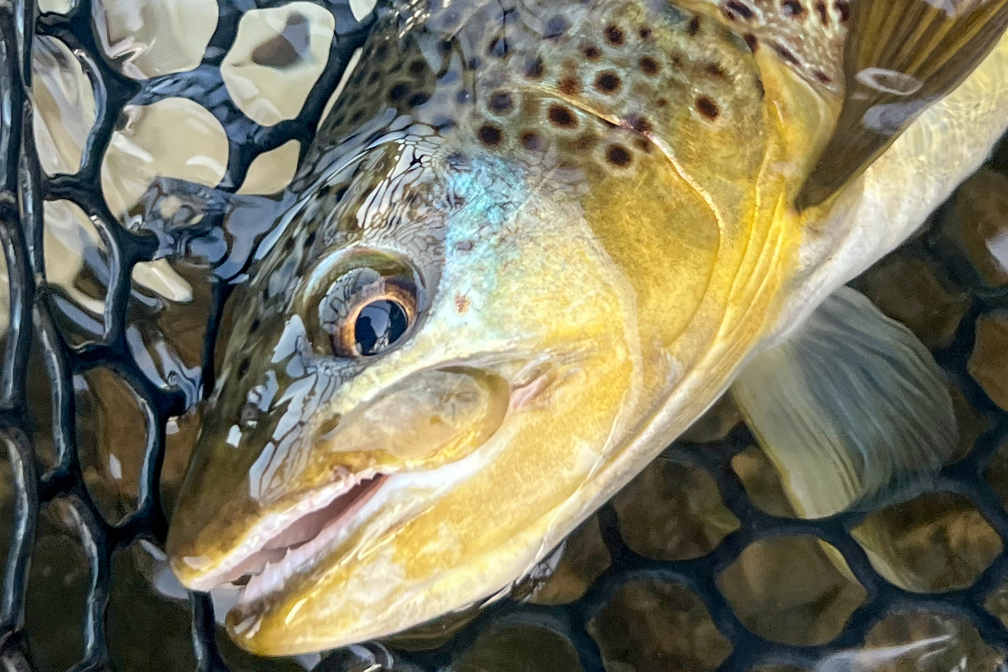 A trout in a net.