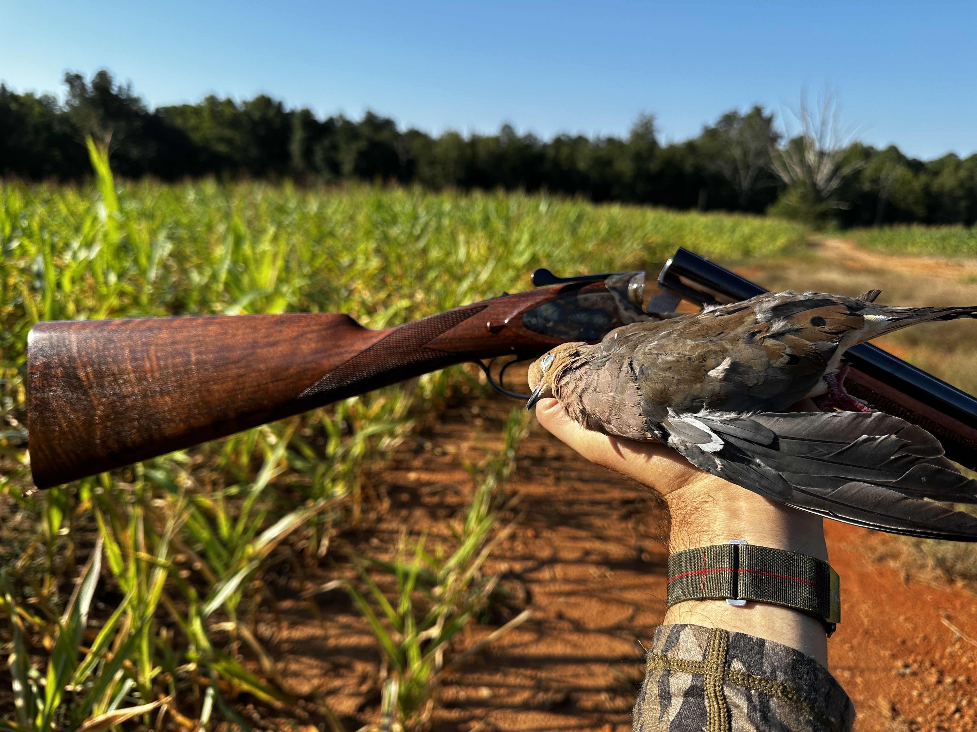 Dove hunting with the Dickinson