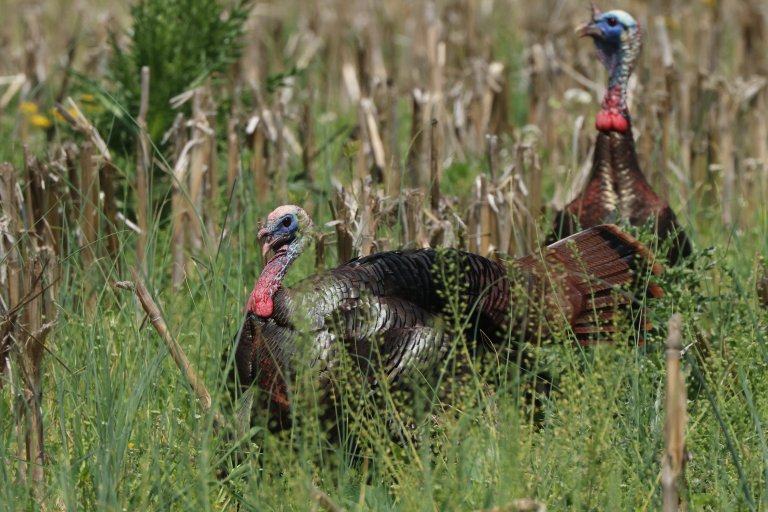 late season turkey hunting
