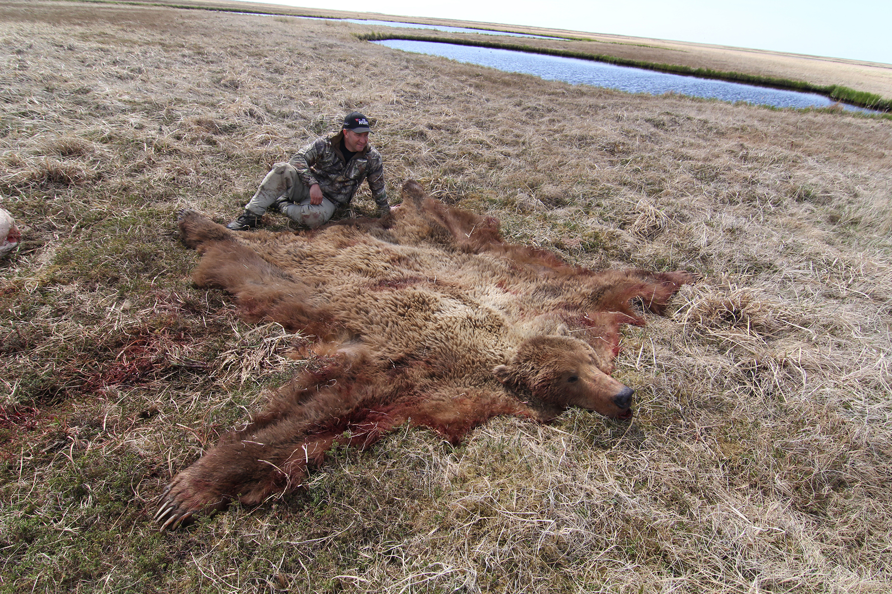 costal brown bear