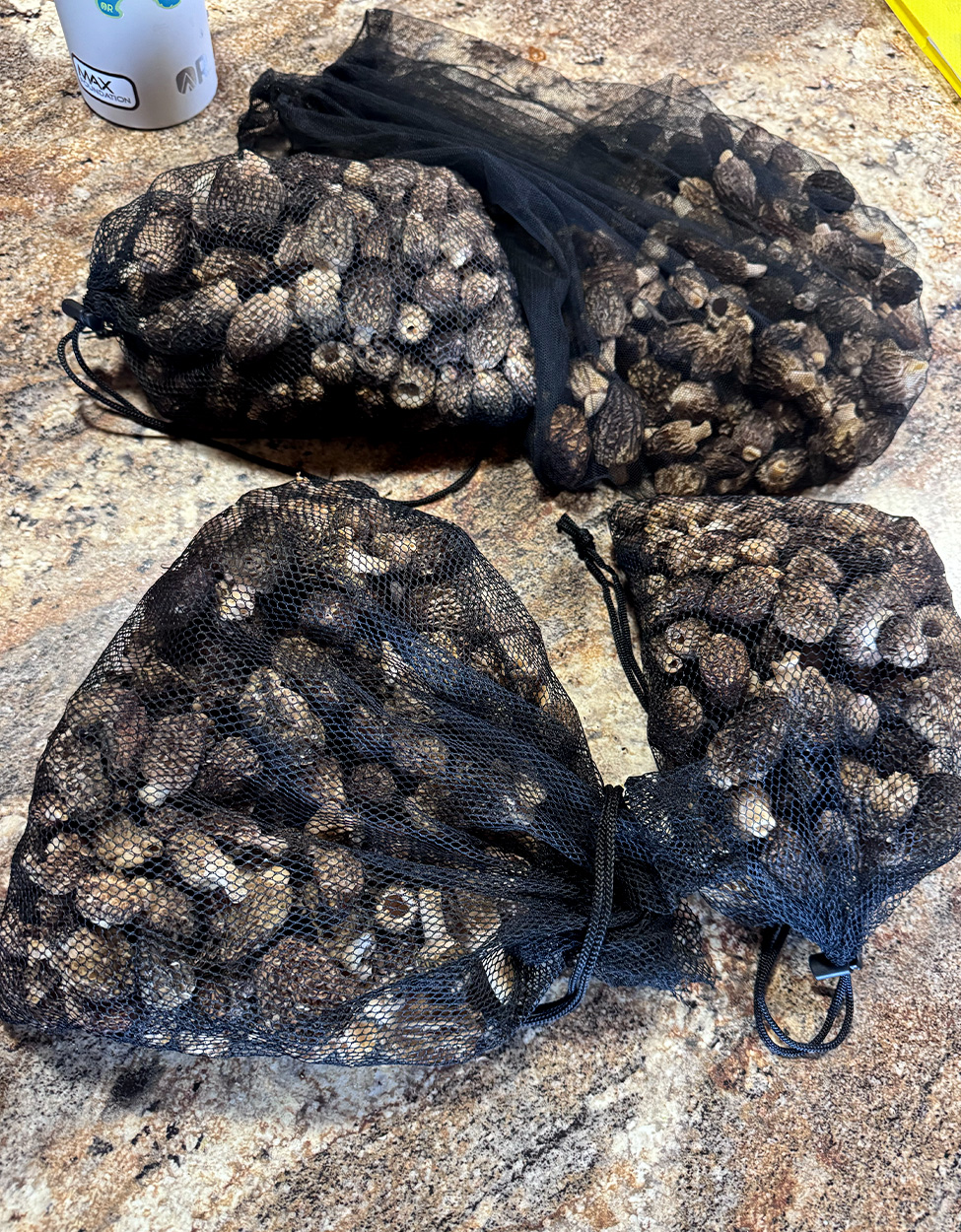Mesh bags filled with morel mushrooms.