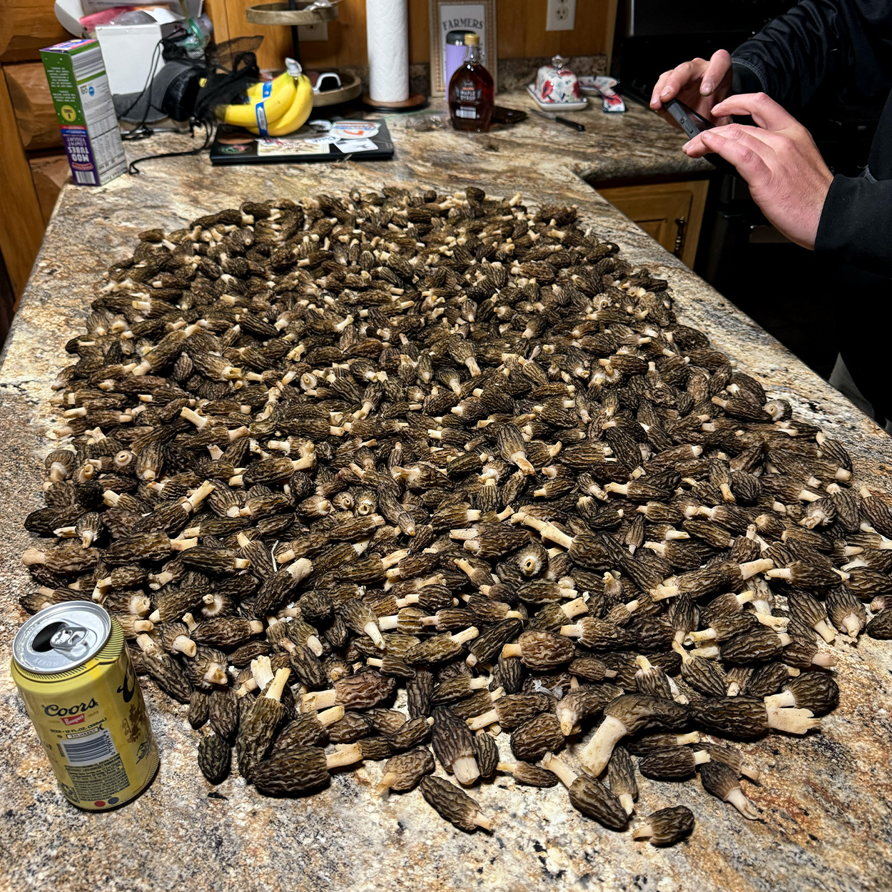 A table full of morel mushrooms.
