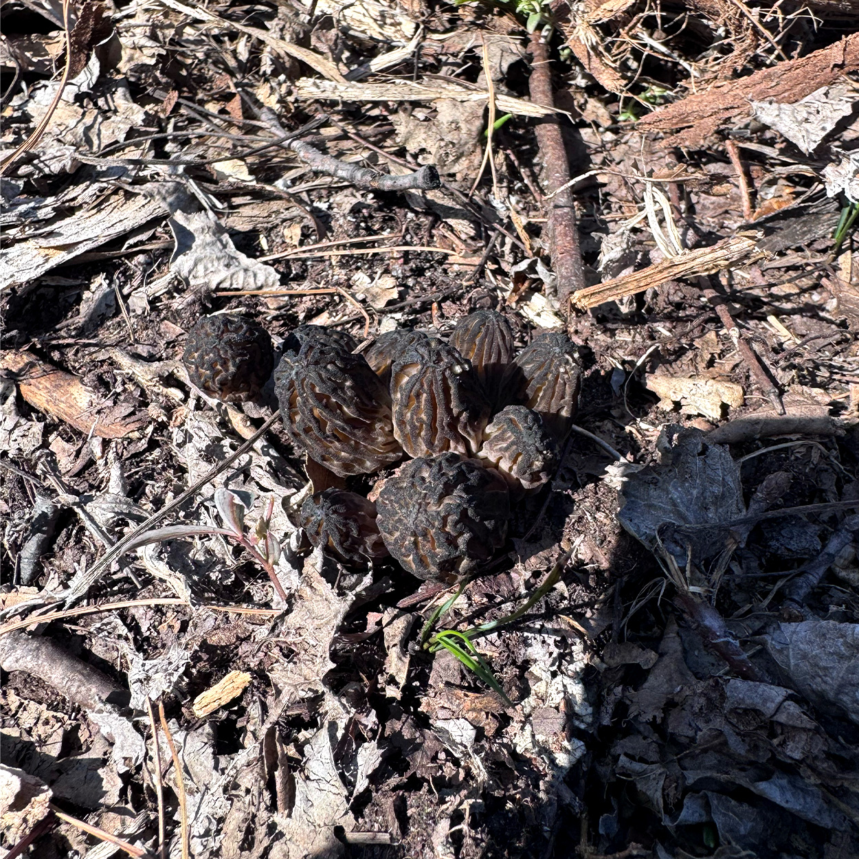 Black morels in the woods in Minnesota.