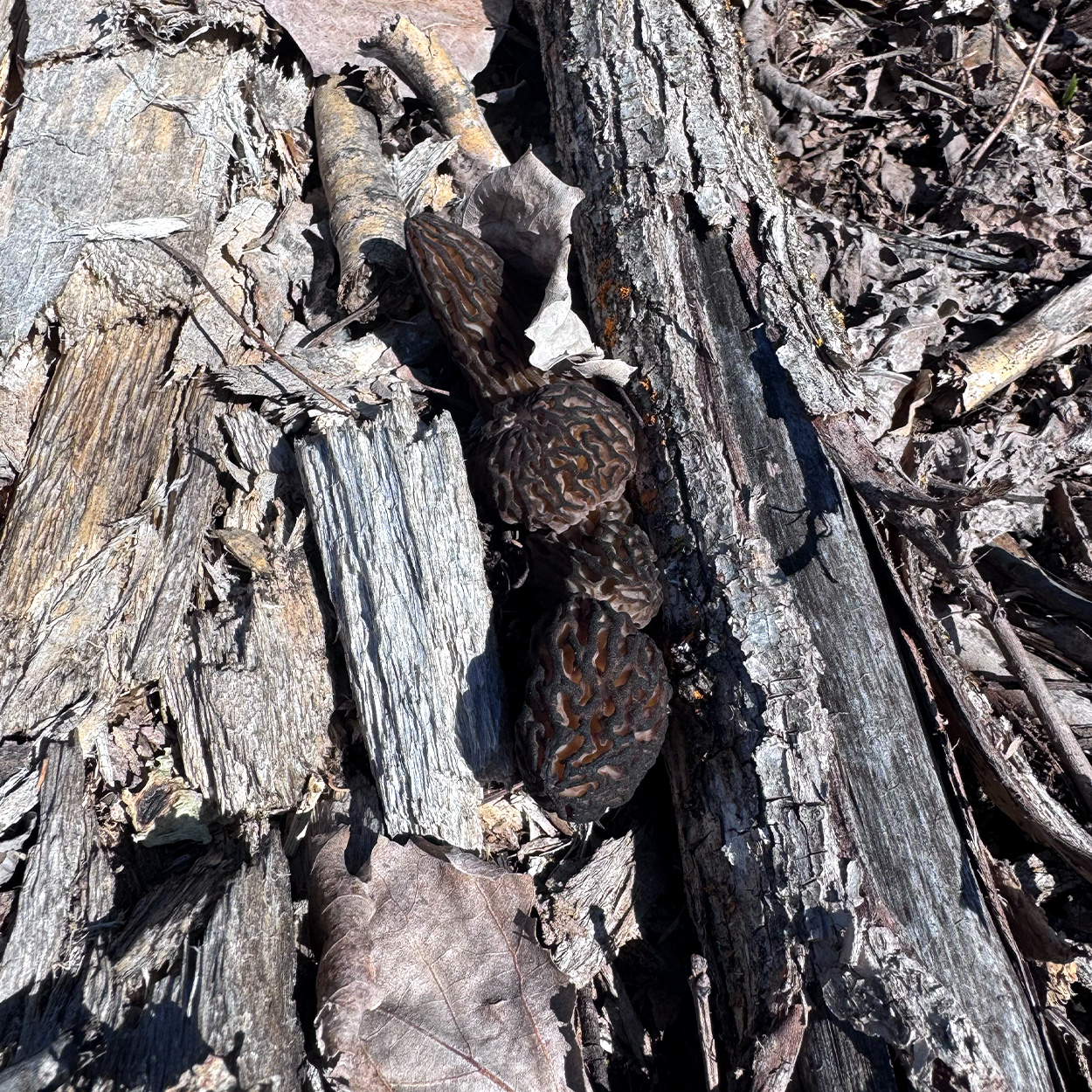 Black morels on the forest floor in Minnesota.