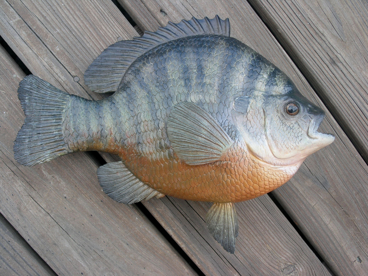 world-record bluegill mount