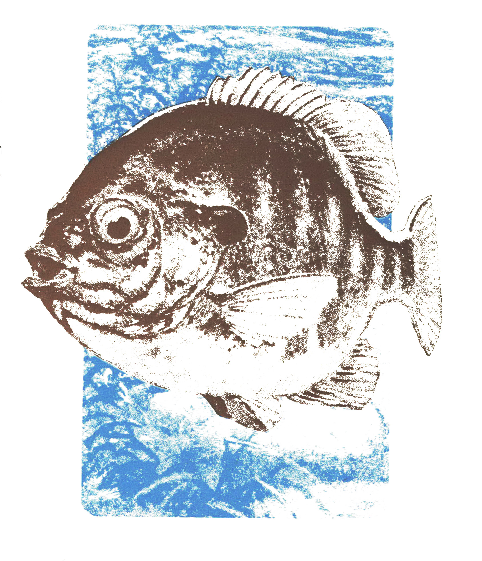 an illustration of a bluegill on a blue background.
