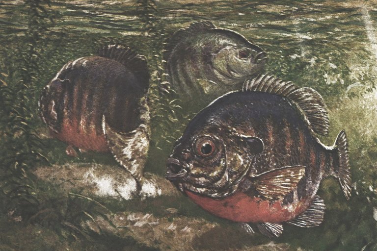 an illustration of spawning bluegills