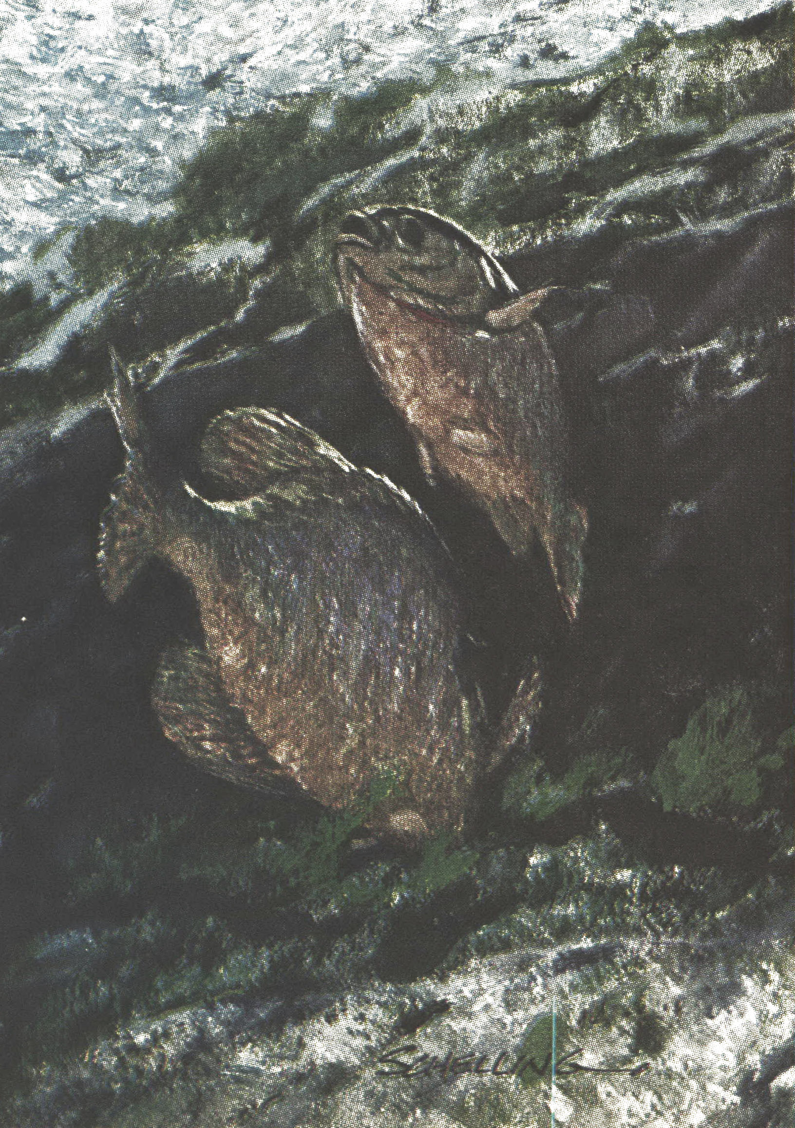 an illustration of bluegill under the surface