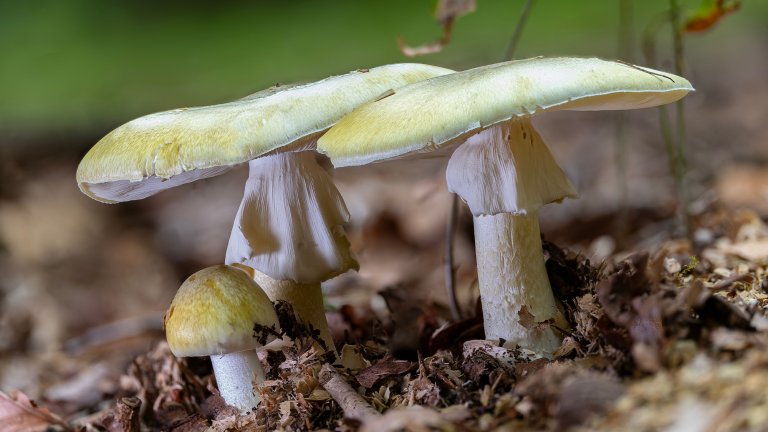 A close-up of death cap mushrooms.