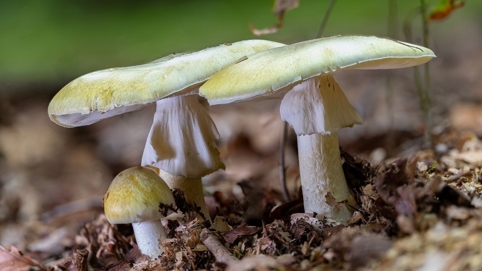 Officials Beg Californians to Stop Picking Wild Mushrooms Amid Record Number of Poisonings