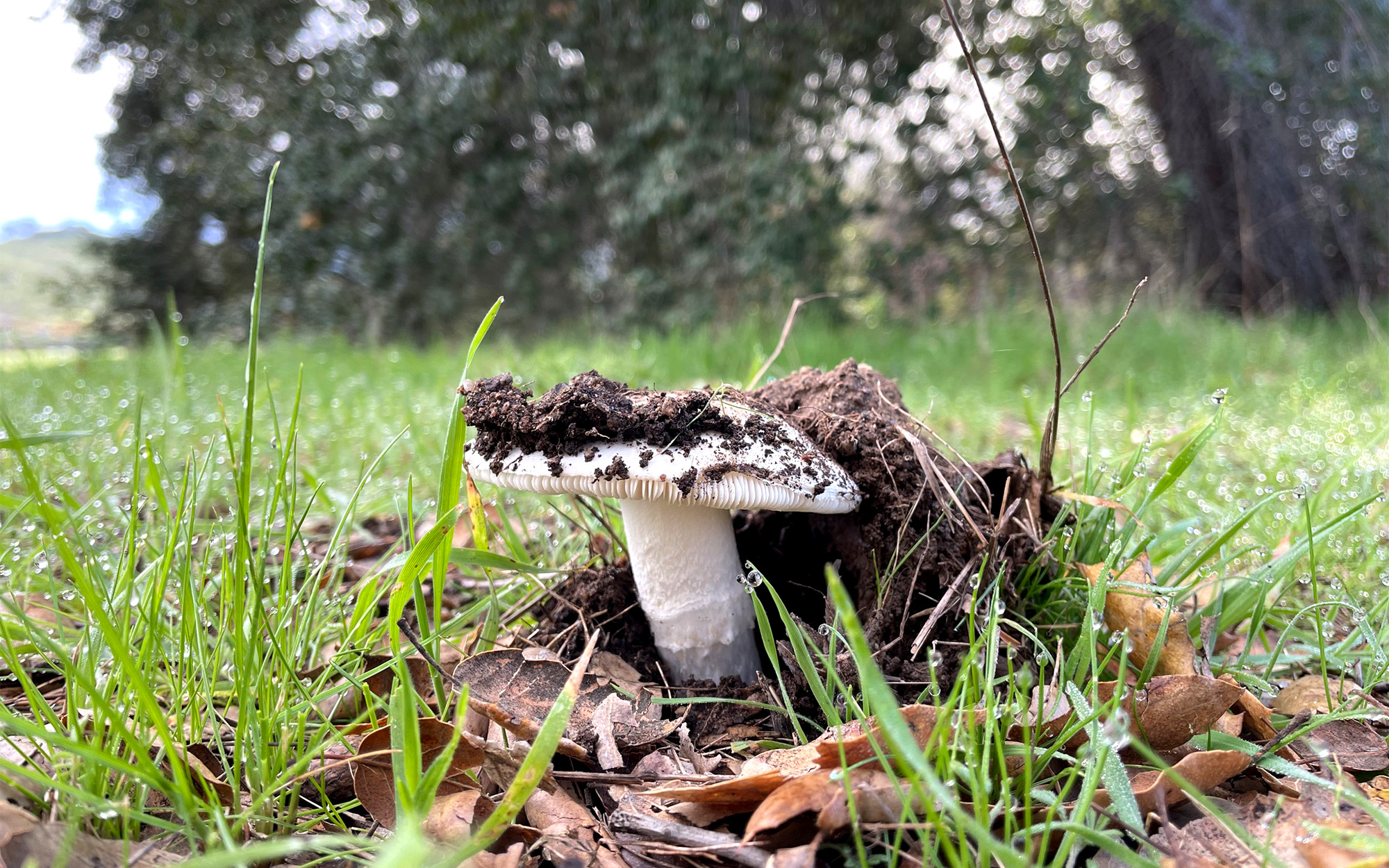 A western destroying angel mushroom in California.