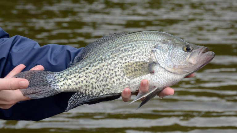 a big black crappie