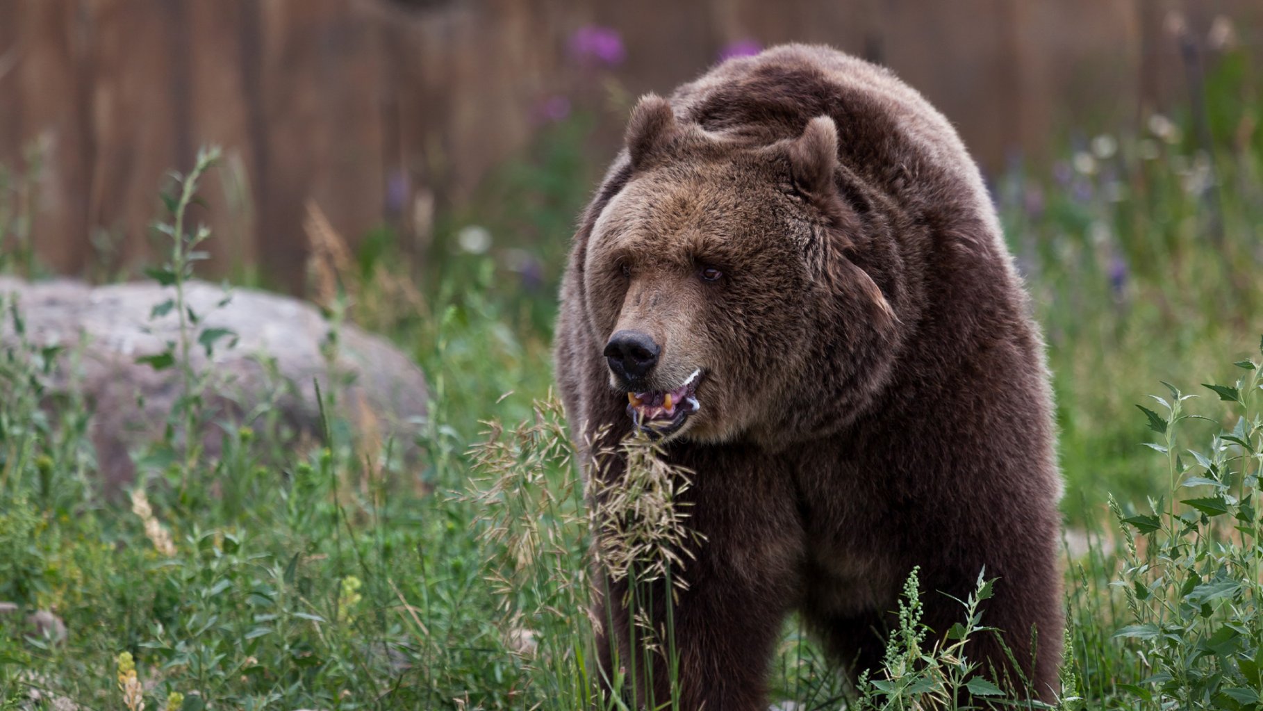 A grizzly bear walking through grass.