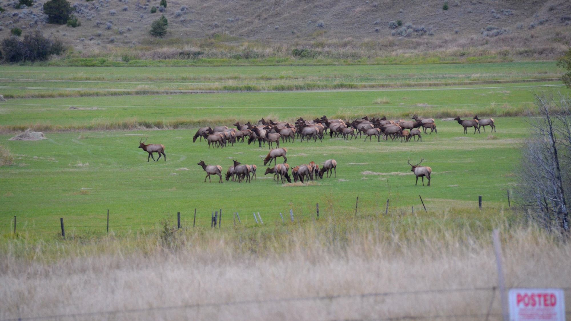 South Dakota to Issue ‘Unlimited’ Elk Ta