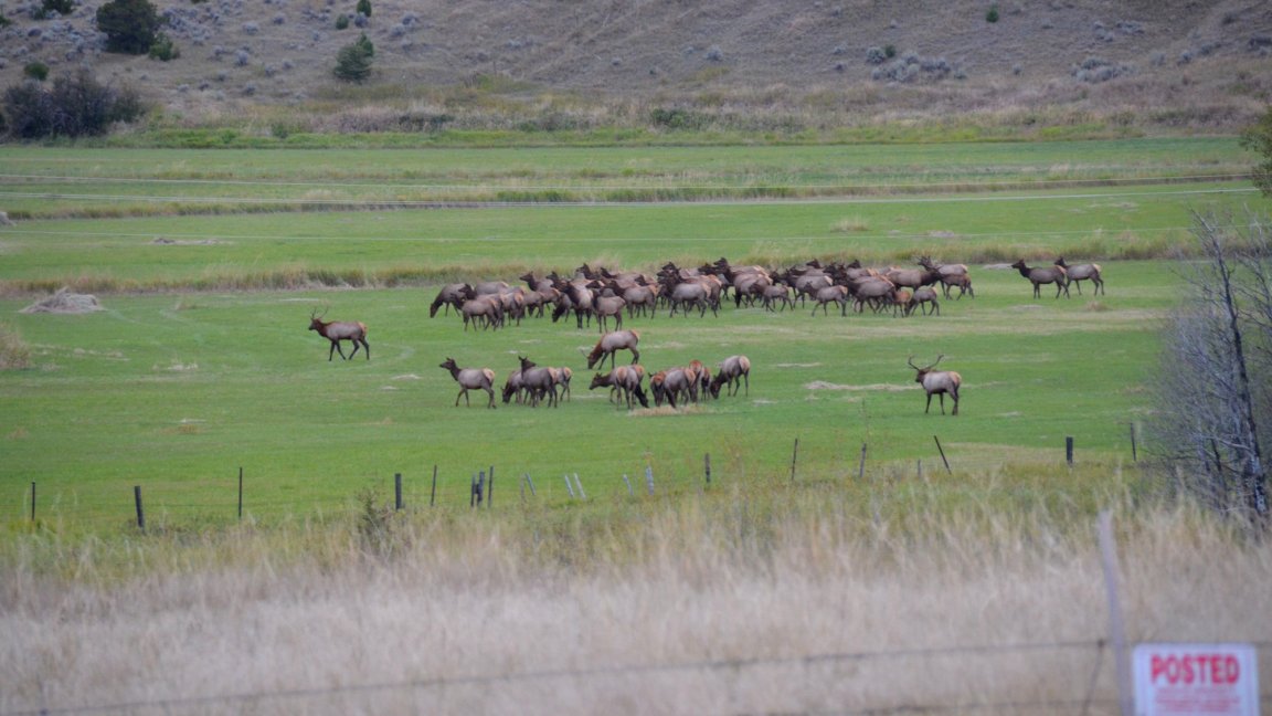 A herd of elk on private farmland.