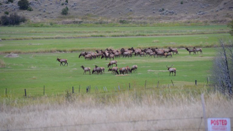 A herd of elk on private farmland.