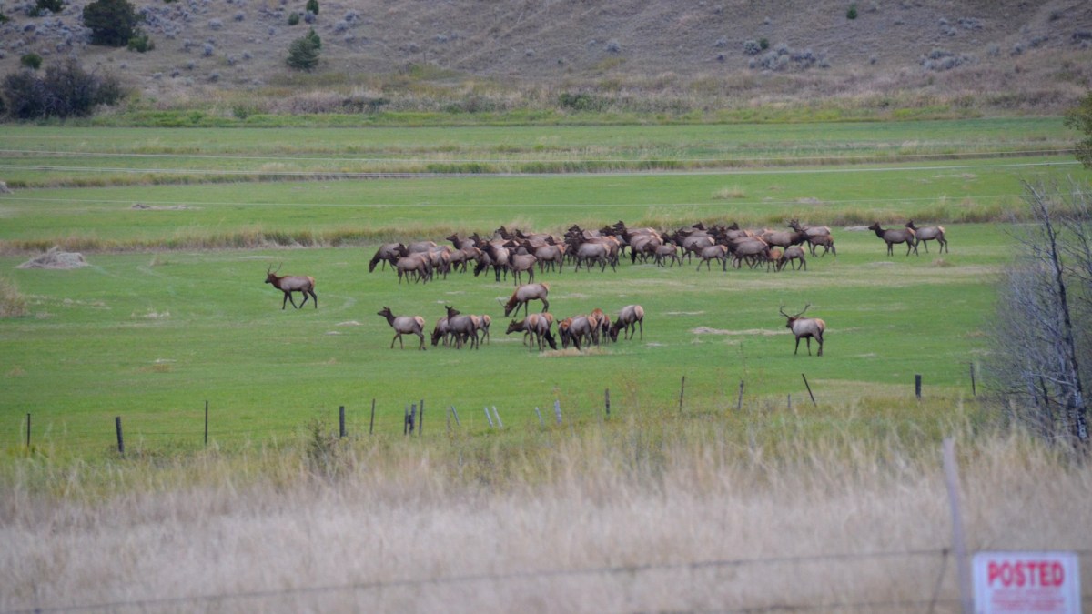 South Dakota to Issue ‘Unlimited’ Elk Tags for Hunters East of the Missouri River