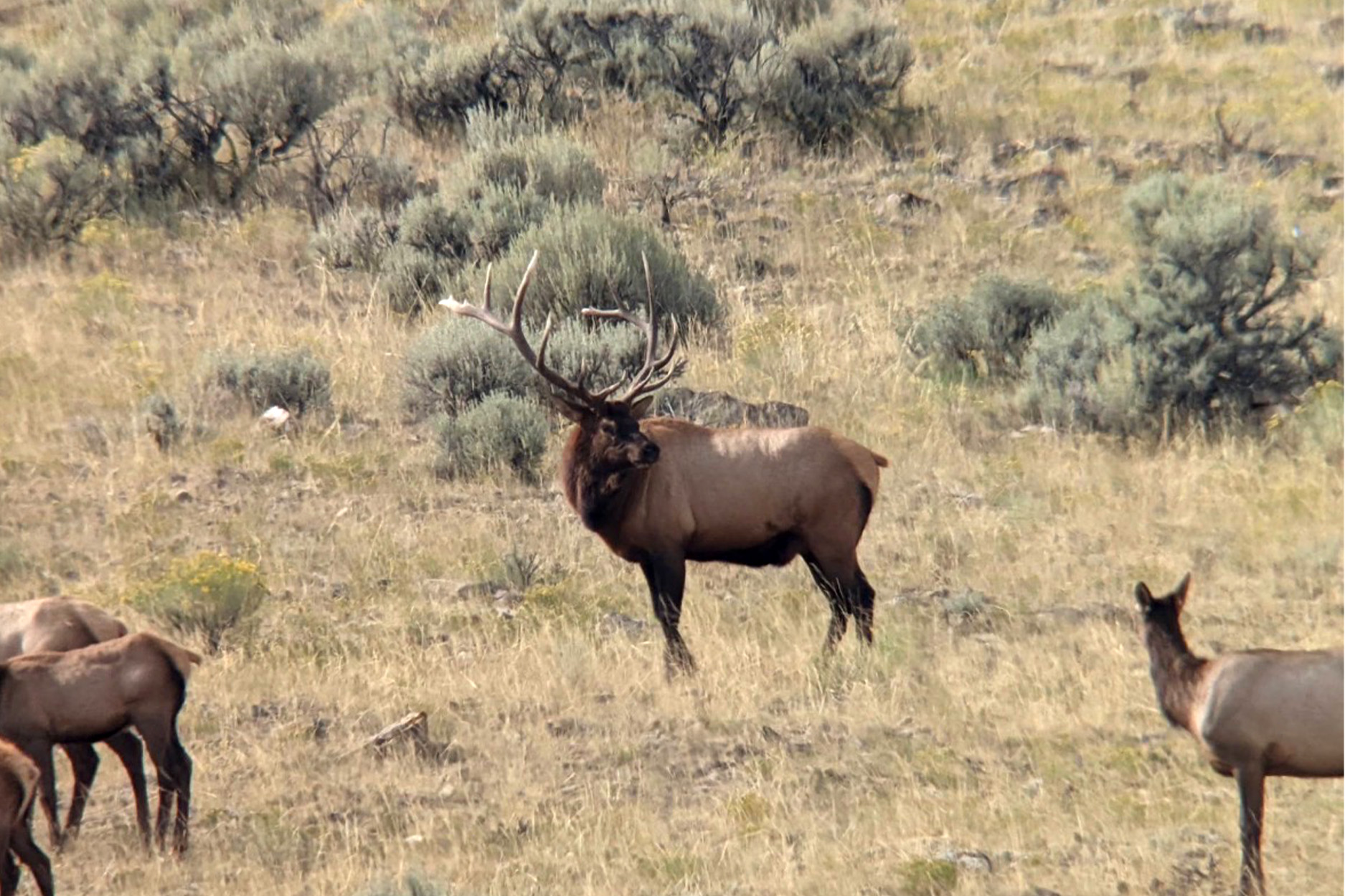 A Rocky mountain bull elk.