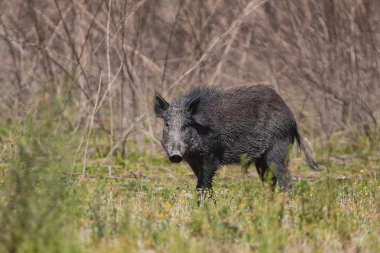 Wild boar grazing and digging up mud in a California County Park