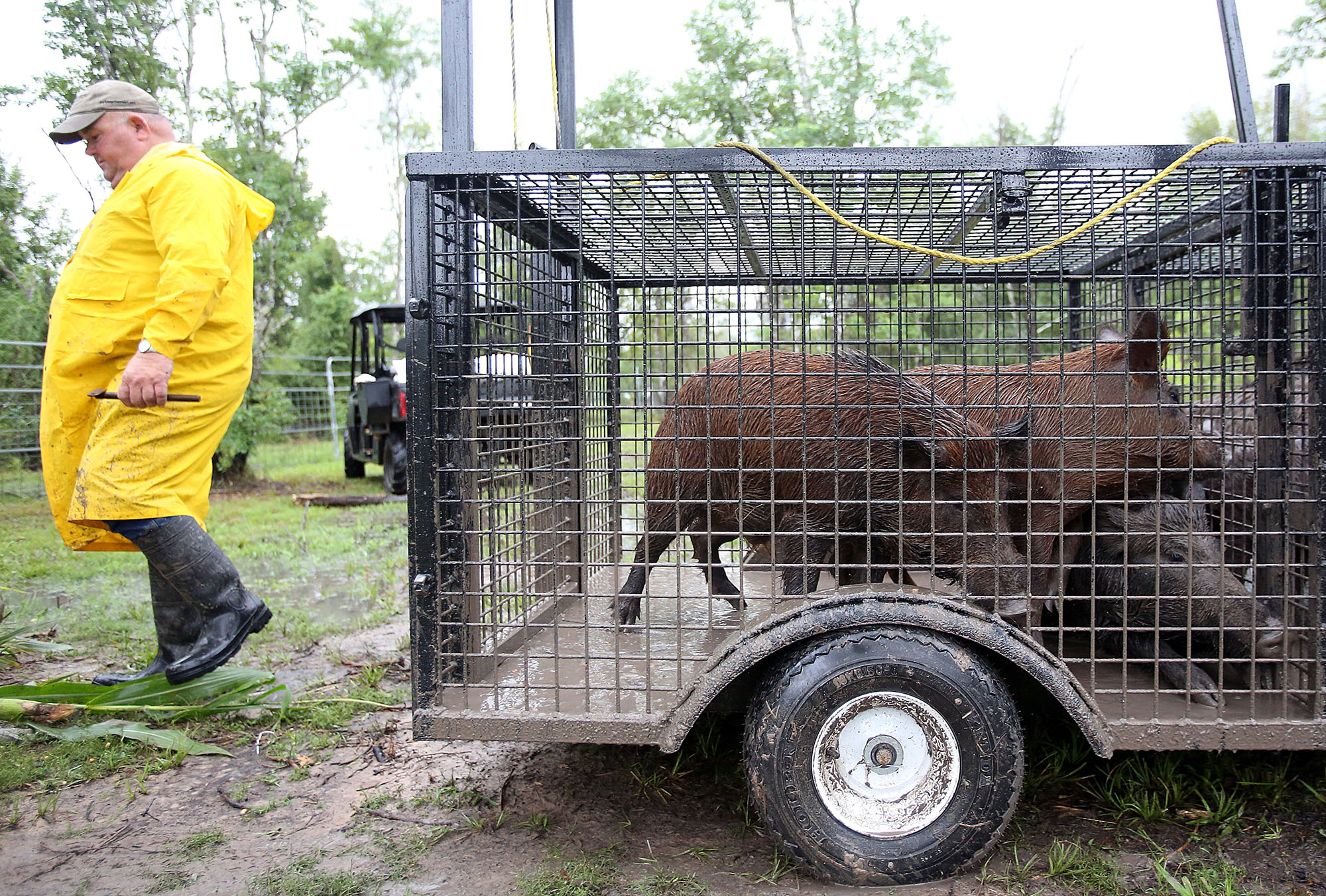 A man in yellow walks away from the transport trailer as part of the Harris County feral hog trapping program at Barker-Addicks reservoir in Houston.