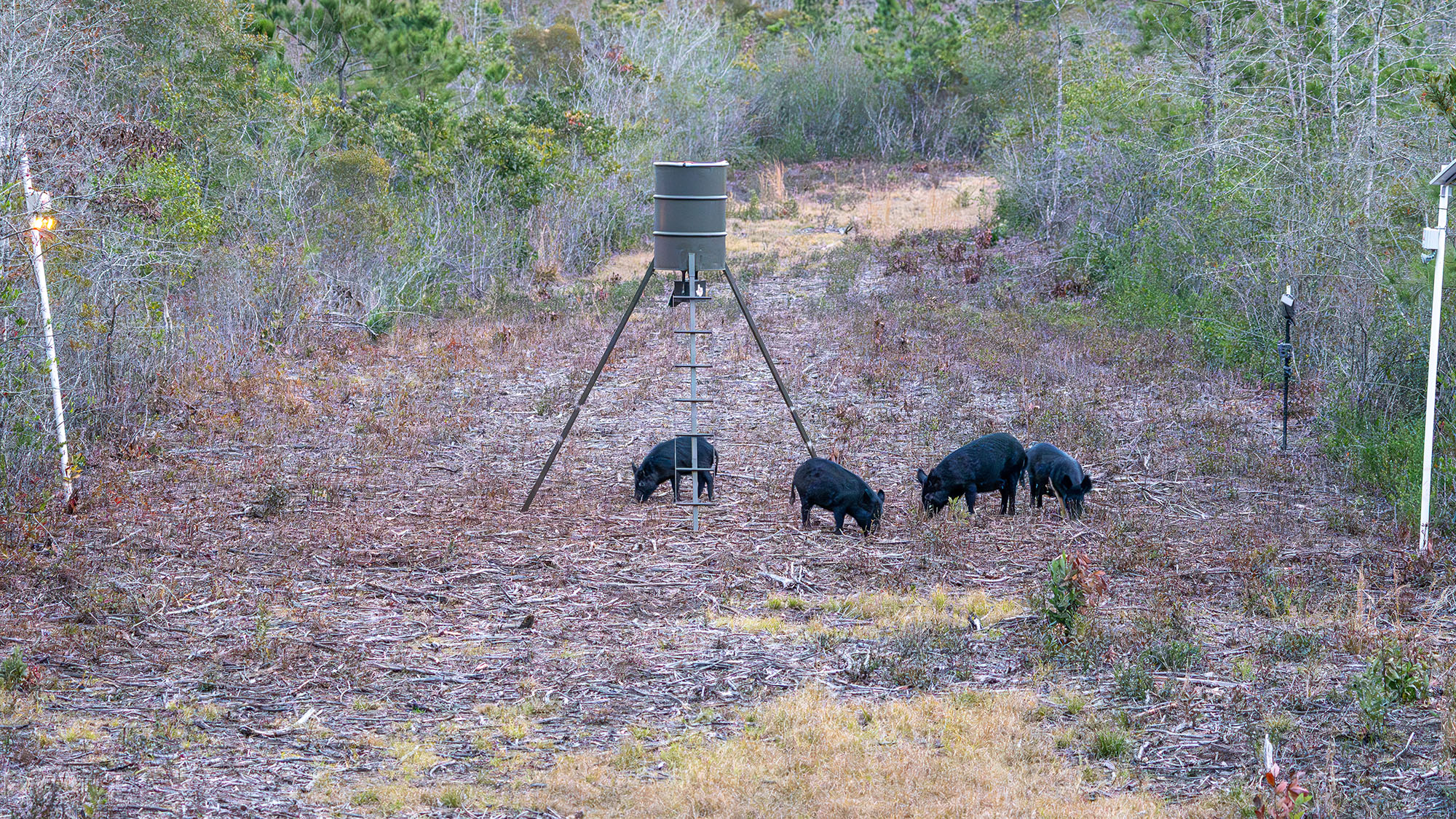Hogs feeding at a feeder in a shooting lane.