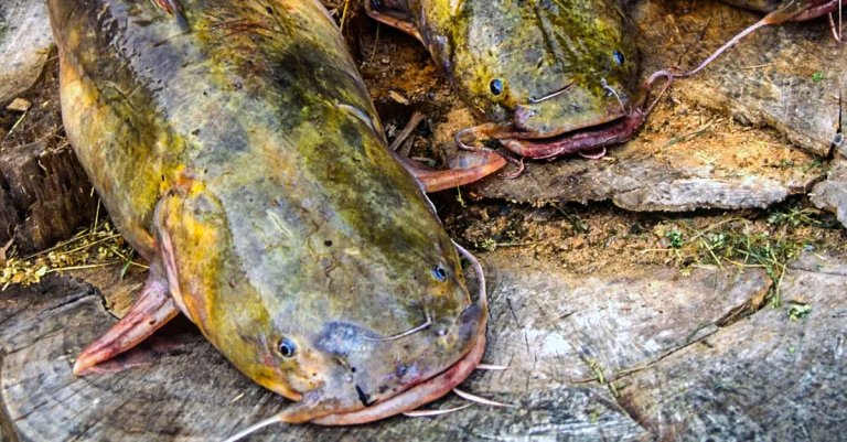 Flathead catfish on a stump