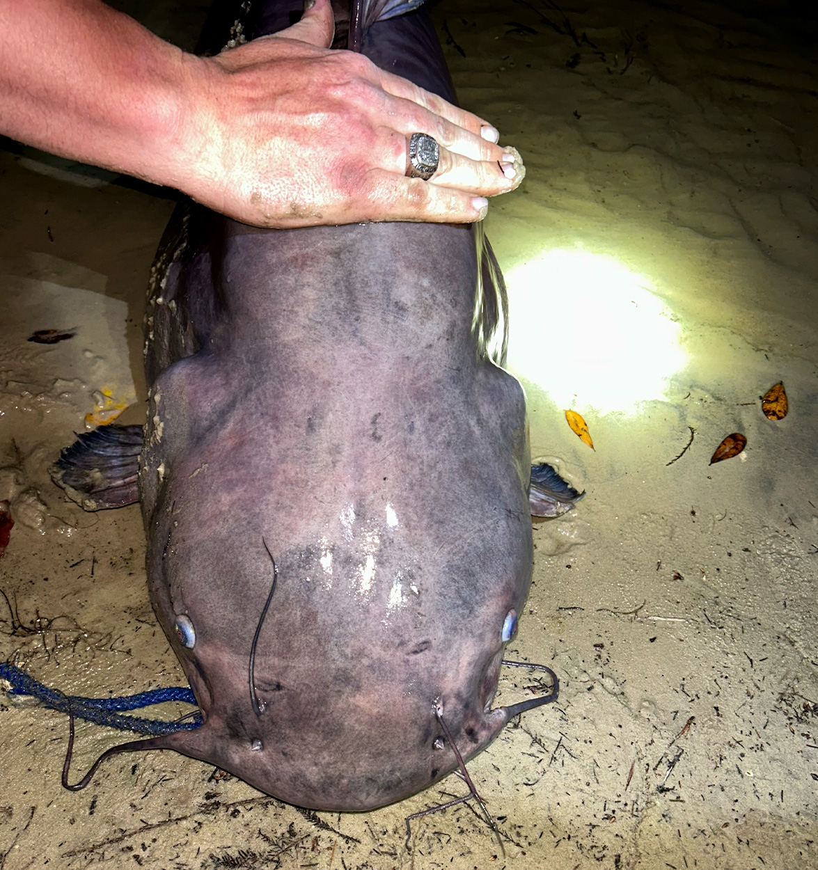 An angler puts his hand on a big catfish.