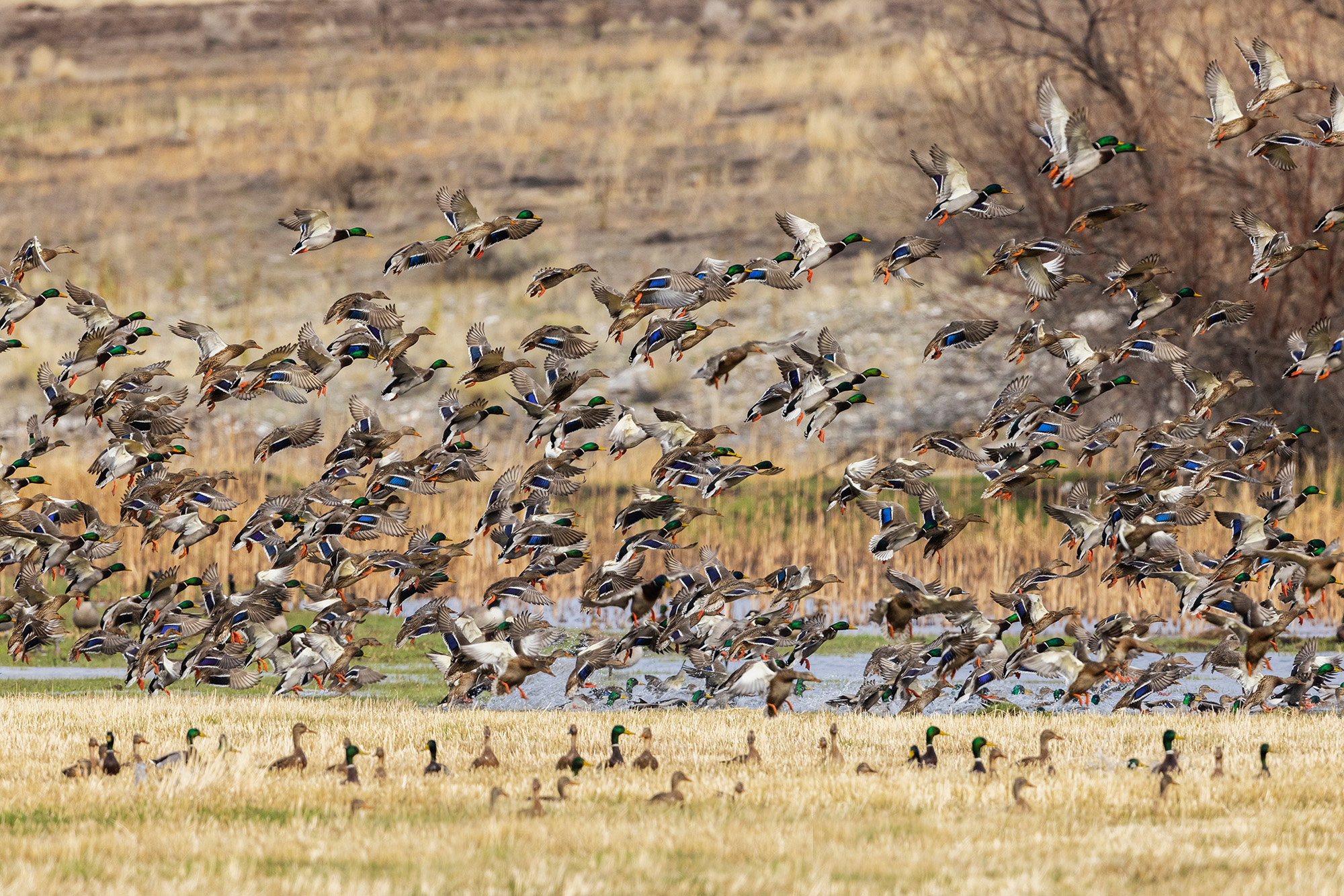 mallards on a NWR