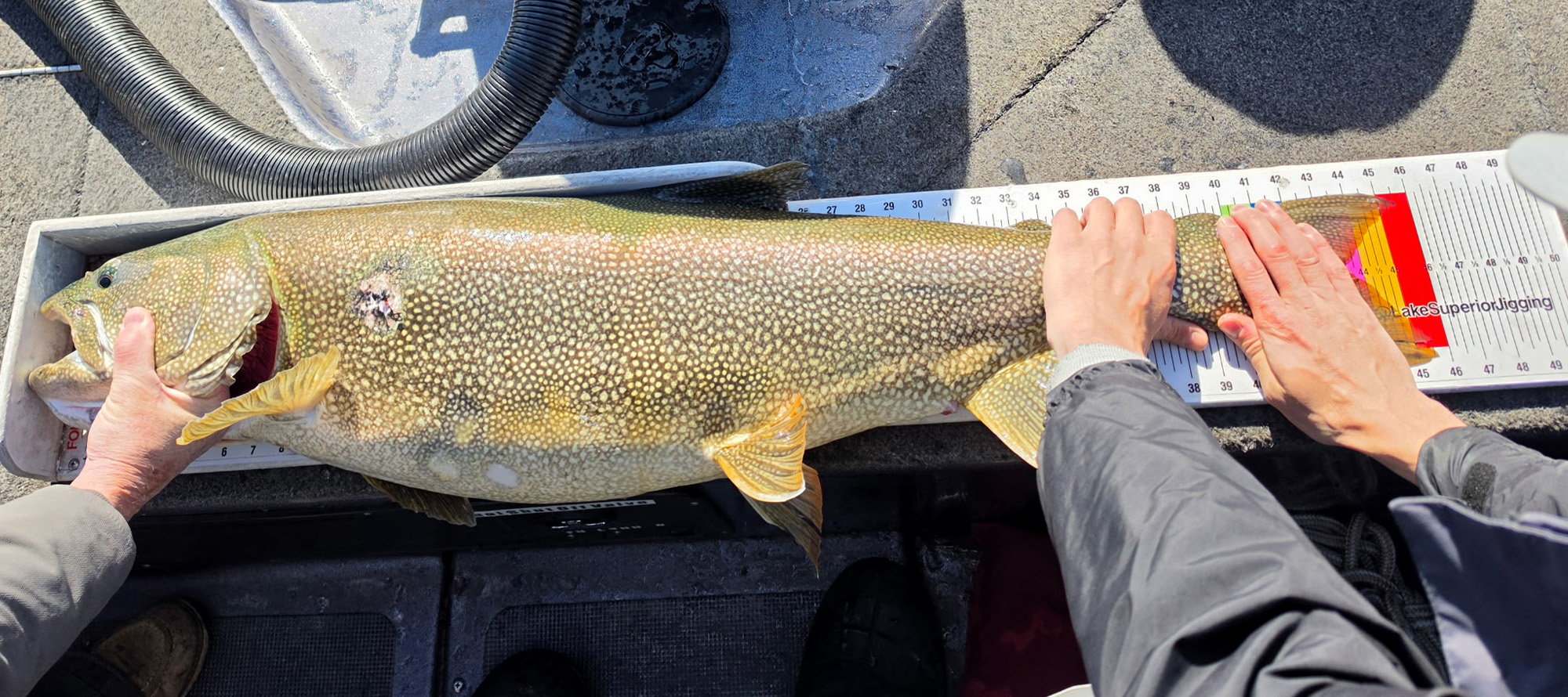 Measuring a state-record lake trout.