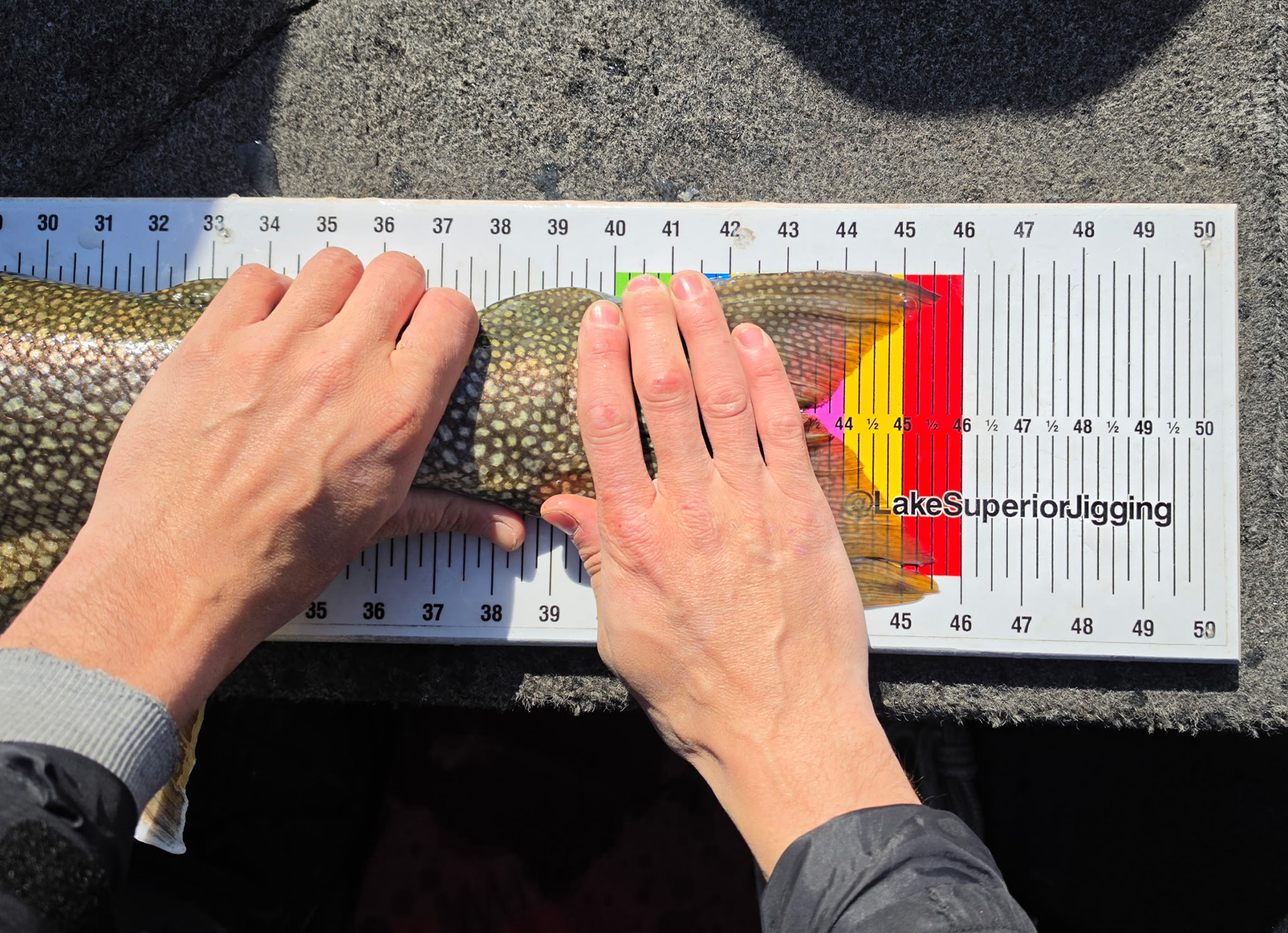 Measuring a state-record lake trout.