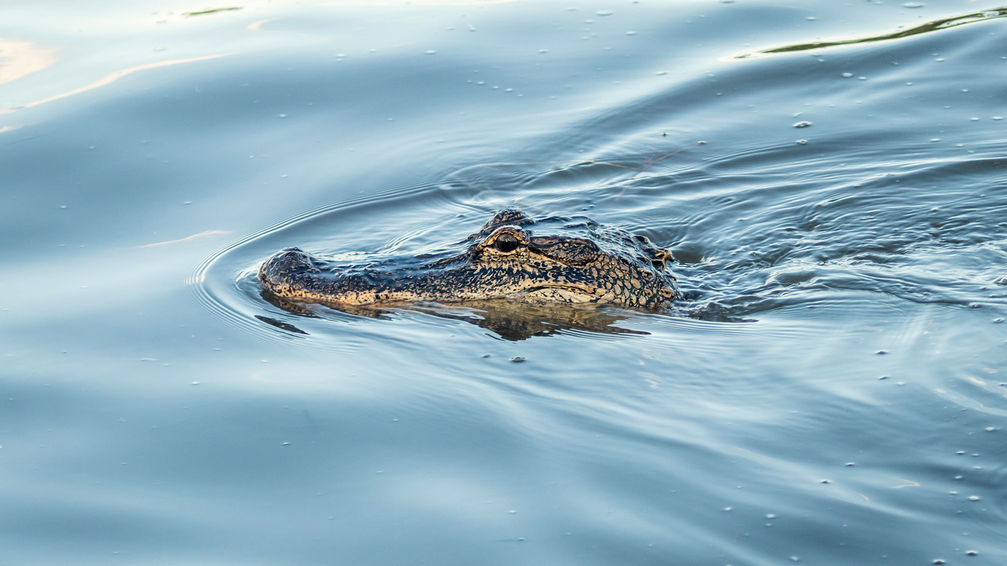Alligator swimming in Jean Lafitte National Historical Park and Preserve, Louisiana. Close up of the reptile gliding silently through the swamp waters.