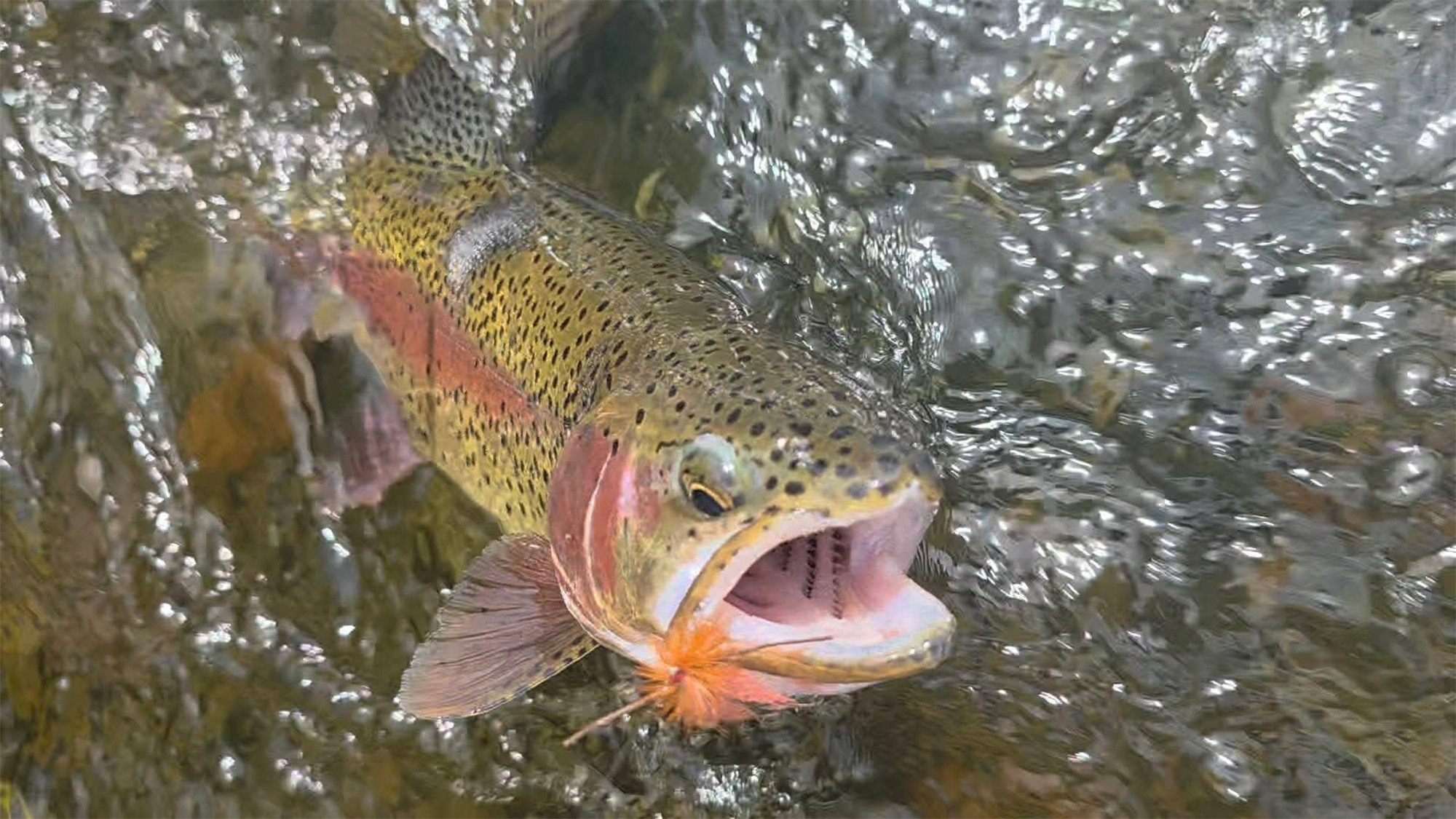A rainbow trout caught on a salmonfly pattern.