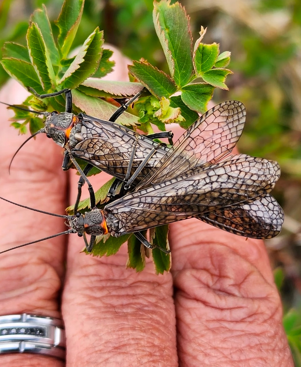 A pair of salmonflies held in an angler's hand.
