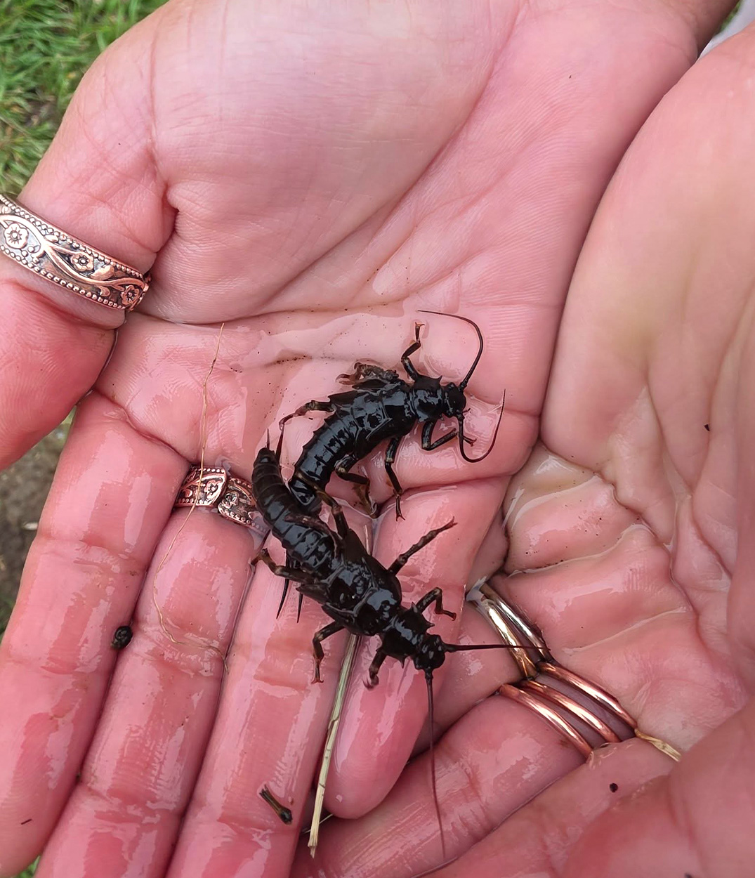 Salmonfly nymps in an angler's hands.