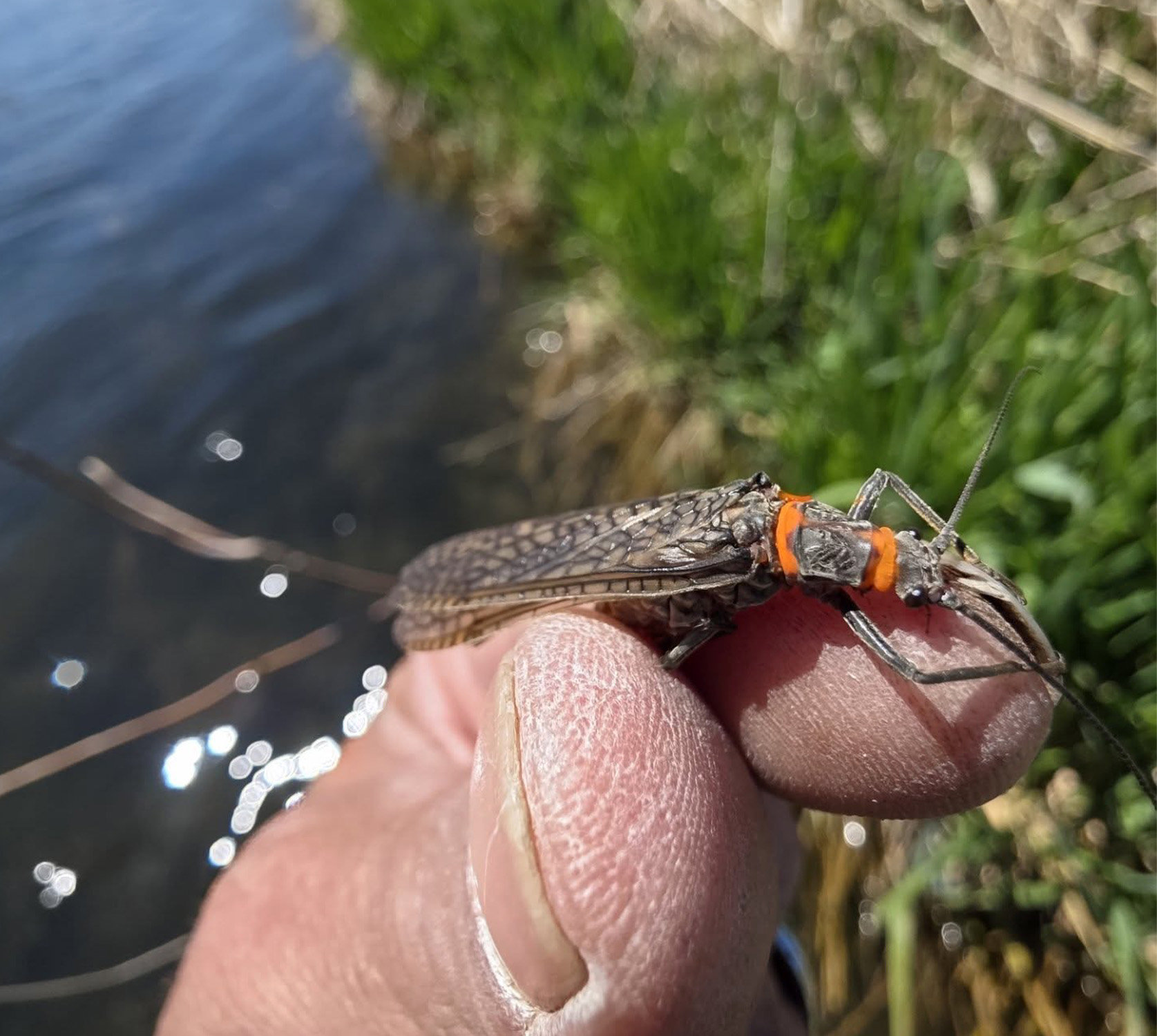An adult salmonfly in Oregon.