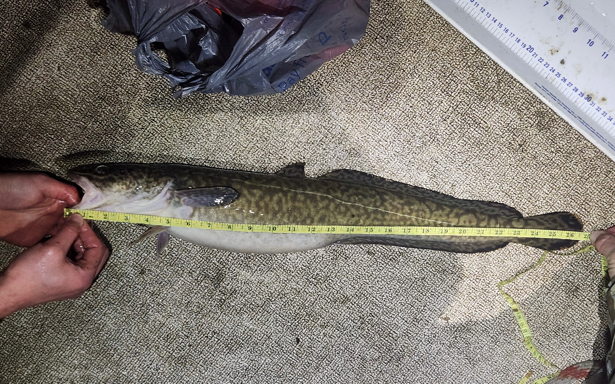 A burbot being measured in a boat.