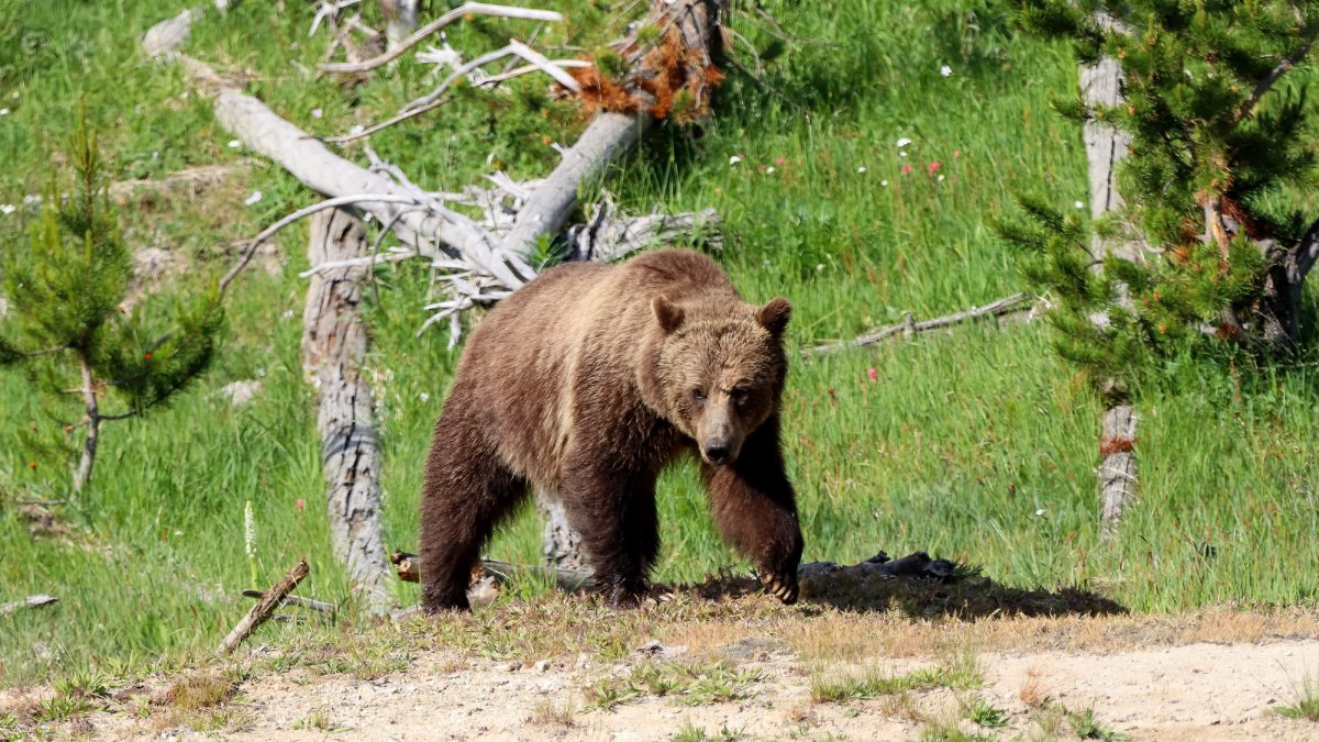 Black Bear Hunter Kills a Charging Grizzly with His Rifle at 5 Yards