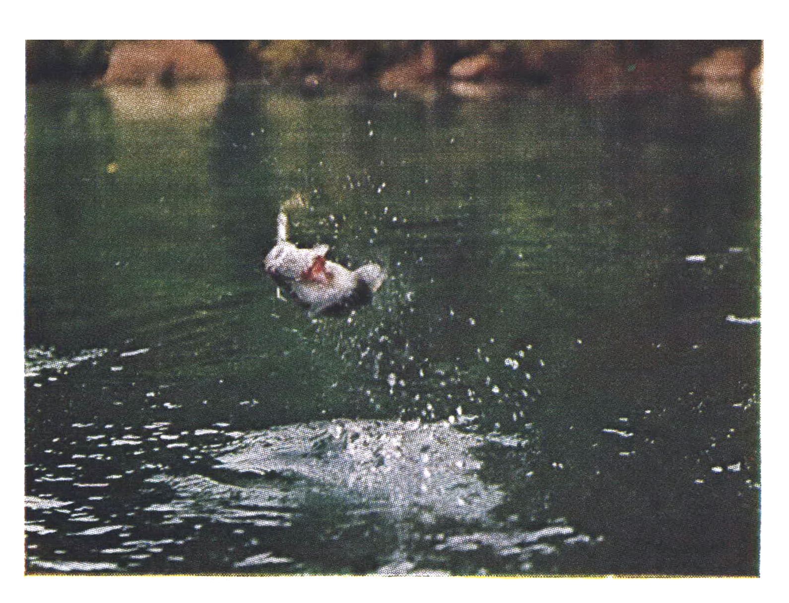A jumping bass in an old color photograph