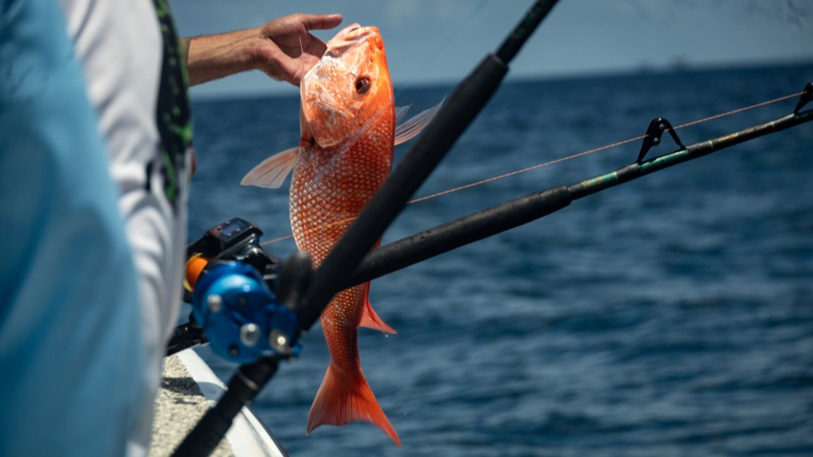 A red snapper caught offshore.