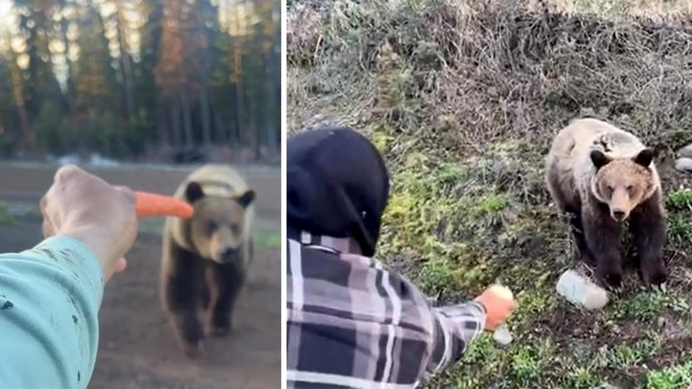 Screenshots of two men feeding a grizzly bear by hand.