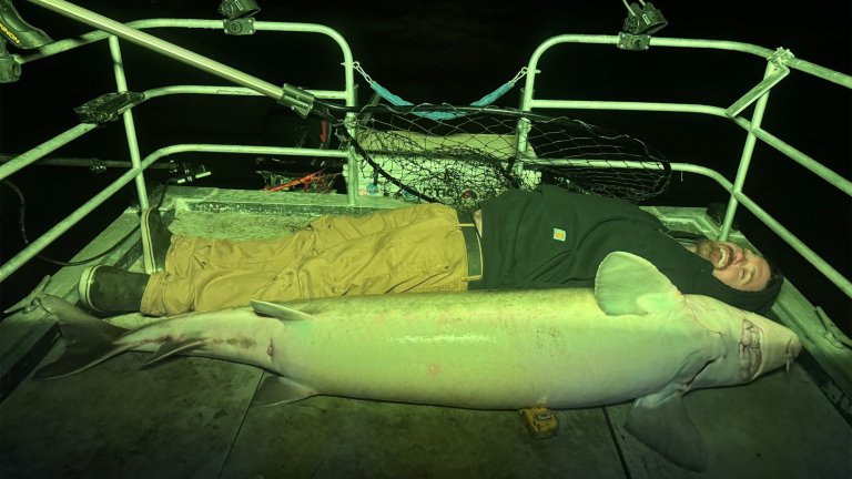 An angler lies next to a giant, state-record sturgeon.