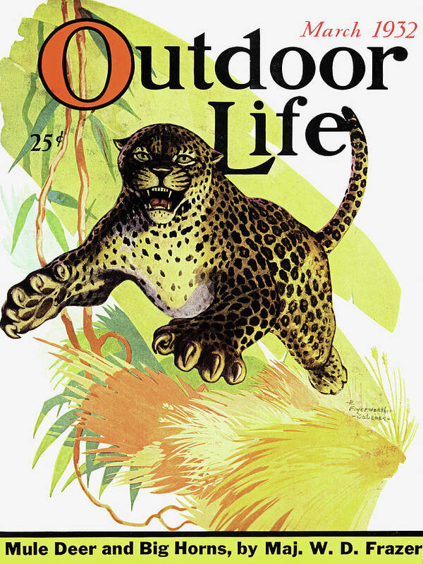 A march 1932 cover of outdoor life with a leopard leaping.