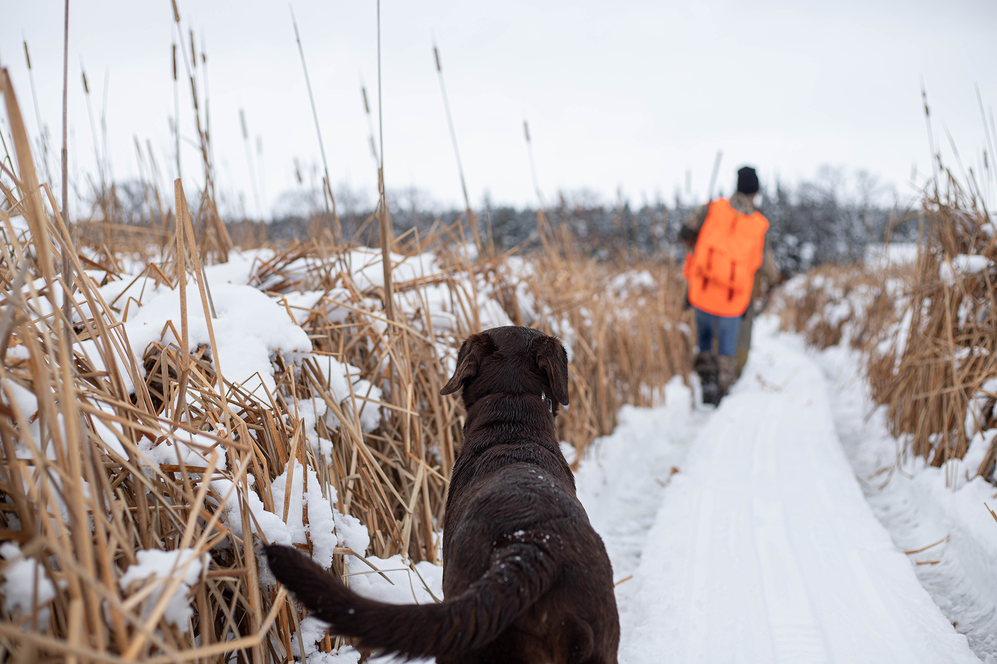 Pheasant Hunting in the Snow
