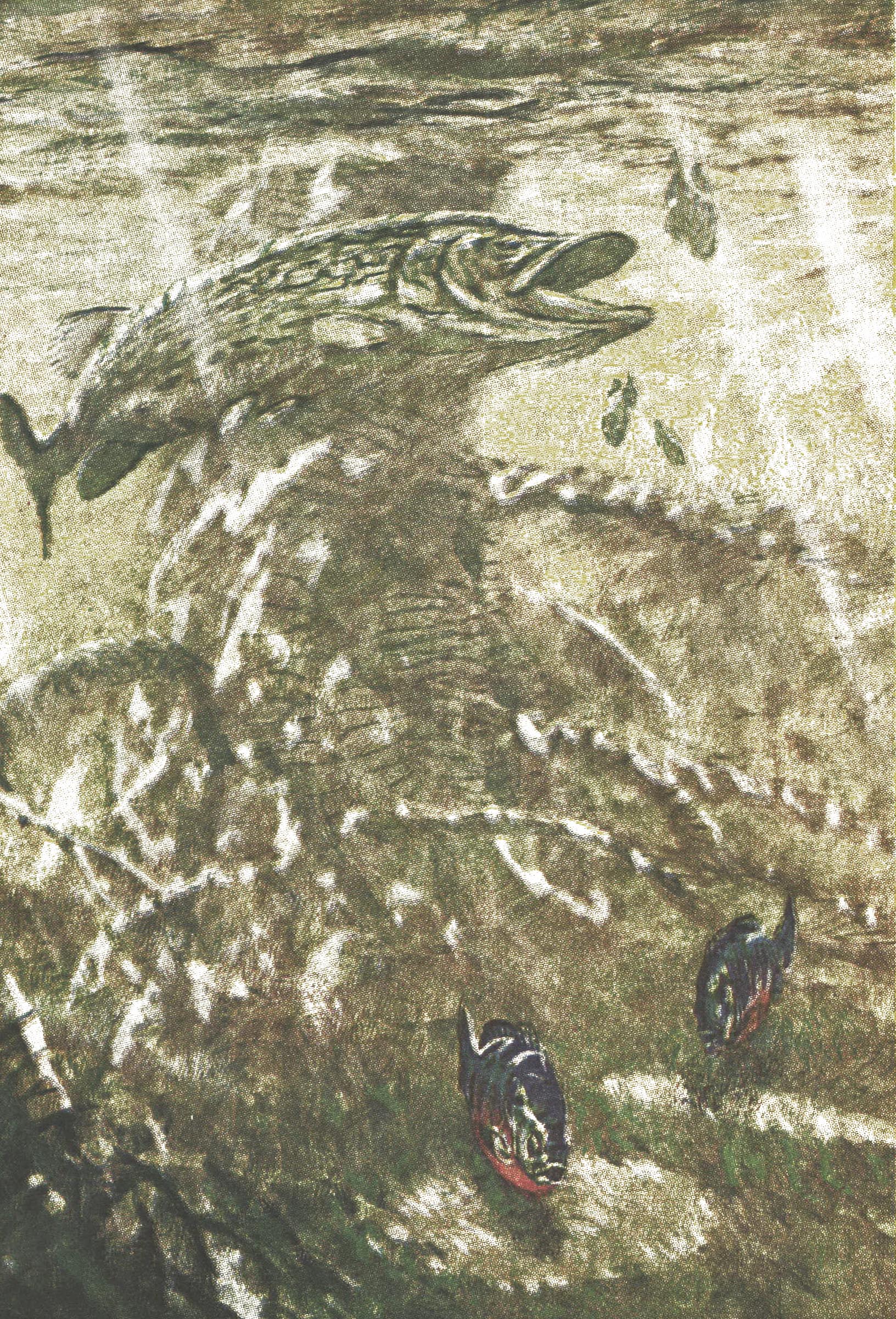 an illustration of a pickerel and bluegill