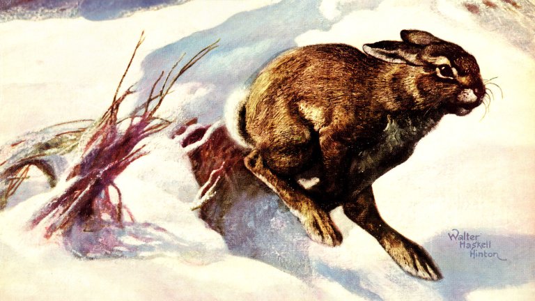 A vintage OL cover crop of a rabbit