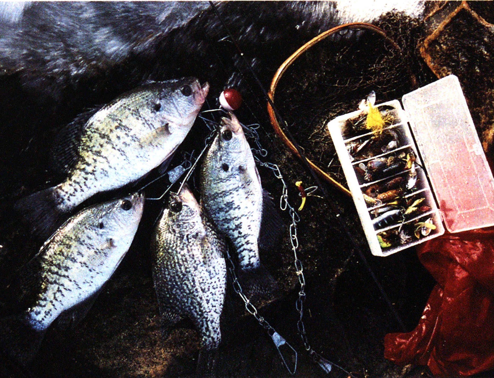 crappie fishing in a stream