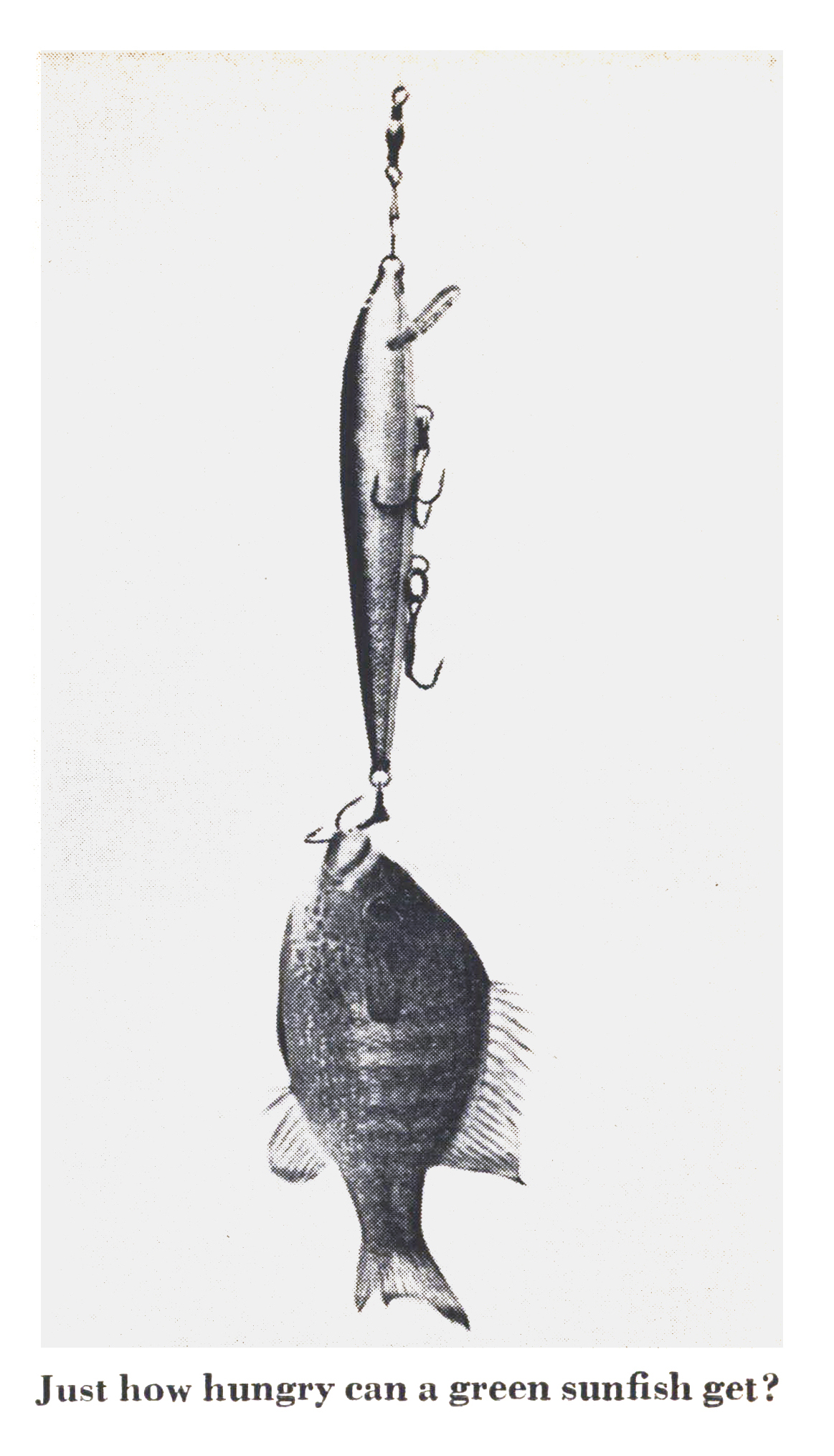 An old black and white photograph of a sunfish on a big lure