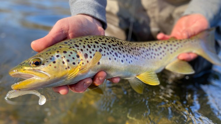A trout caught with a soft plastic swimbait.
