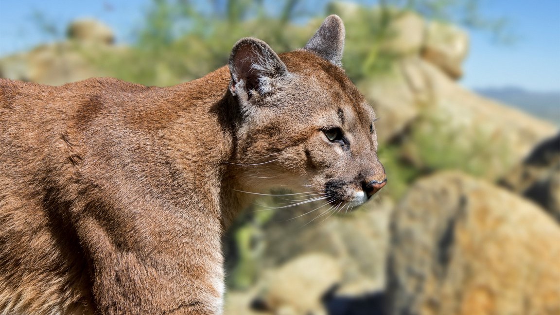 A mountain lion in the desert.