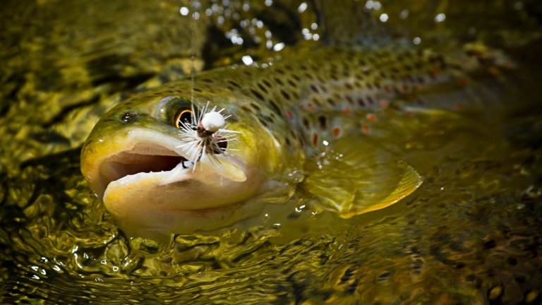 A dry fly caught wild brown trout from a small mountain stream.